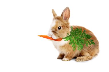 Beyaz arka planda havuç yiyen sevimli tavşan.