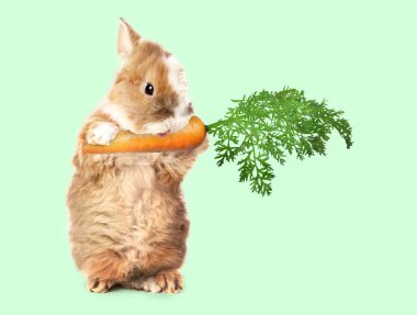 Açık yeşil arka planda havuç yiyen sevimli tavşan.