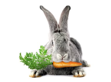 Beyaz arka planda havuç yiyen sevimli tavşan.