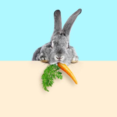 Açık mavi arka planda bej pankarttan havucu dikizleyen sevimli gri tavşan.