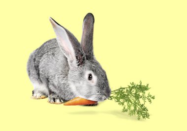 Açık yeşil arka planda havuç yiyen sevimli tavşan.