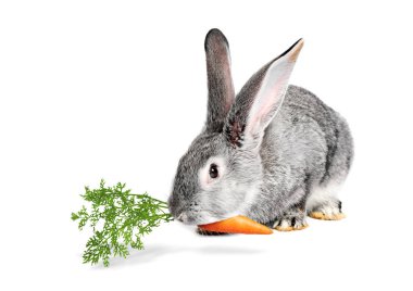 Beyaz arka planda havuç yiyen sevimli tavşan.