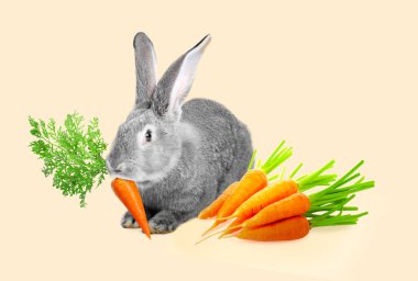 Sevimli gri tavşan ve bej arka planda havuç.