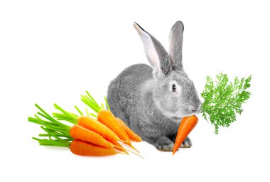 Beyaz arka planda şirin gri tavşan ve havuç.