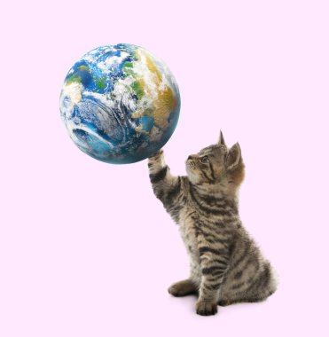 Uluslararası kedi günü. Şirin kedi yavrusu pembe arka planda toprak küreyle oynuyor.