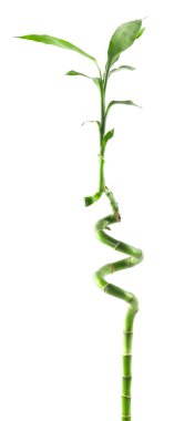 Güzel dekoratif bambu bitkisi beyaza izole edilmiş.