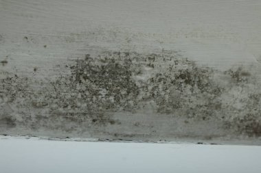Wall affected with black mold indoors, closeup view