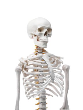 Yapay insan iskelet modeli beyaz üzerine izole edildi