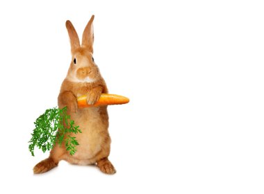 Beyaz arka planda havuç tutan sevimli tavşan.