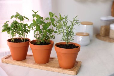 Mutfaktaki beyaz tezgahta farklı aromatik otlar var.