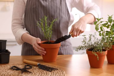 Mutfaktaki masaya bitki eken kadın, yakın plan.