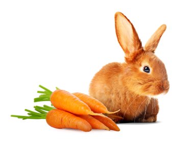 Beyaz arka planda şirin tavşan ve havuç.