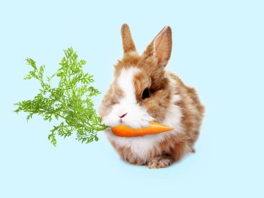 Açık mavi arka planda havuç yiyen sevimli tavşan.