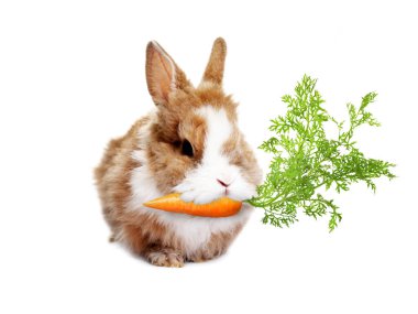 Beyaz arka planda havuç yiyen sevimli tavşan.