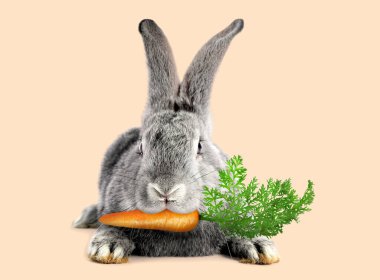 Bej arka planda havuç yiyen sevimli tavşan.