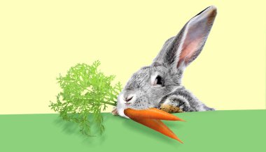 Havuçlu şirin gri tavşan soluk sarı arka planda yeşil pankarttan dışarı bakıyor.