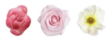 Beyaz arka planda farklı güzel çiçekler, kolaj