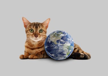 Uluslararası kedi günü. Gri arka planda sevimli kedi ve toprak küre