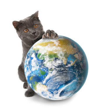 Uluslararası kedi günü. Beyaz arka planda sevimli kedi ve toprak küre