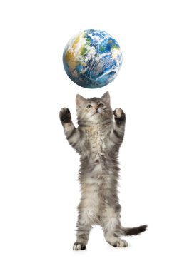 Uluslararası kedi günü. Beyaz arka planda toprak küreyle oynayan sevimli kedi yavrusu.