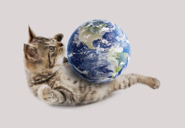 Uluslararası kedi günü. Açık gri arka planda dünya küresiyle oynayan sevimli kedi yavrusu.