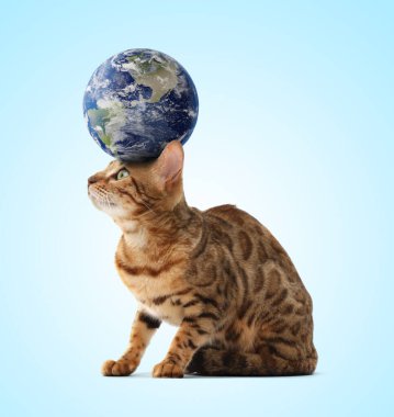 Uluslararası kedi günü. Sevimli kedi ve toprak küre açık mavi eğimli arka planda