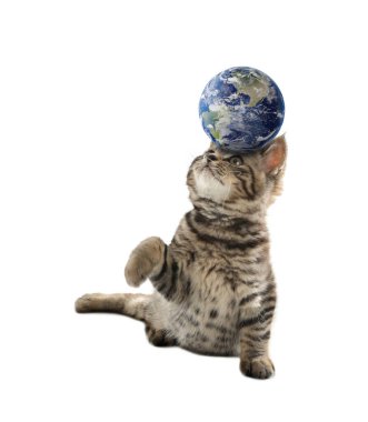 Uluslararası kedi günü. Beyaz arka planda toprak küreyle oynayan sevimli kedi yavrusu.