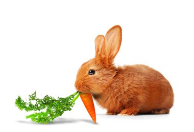 Beyaz arka planda havuç yiyen sevimli tavşan.