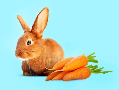 Açık mavi arka planda şirin tavşan ve havuçlar
