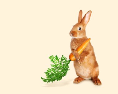 Bej arka planda havuç tutan sevimli tavşan.