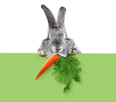 Beyaz arka planda yeşil pankarttan havucu dikizleyen sevimli gri tavşan.