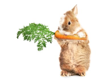 Beyaz arka planda havuç yiyen sevimli tavşan.