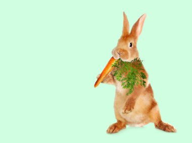 Hafif turkuaz arka planda havuç yiyen şirin tavşan.