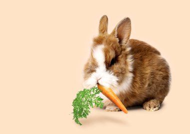 Bej arka planda havuç yiyen sevimli tavşan.