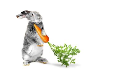 Beyaz arka planda havuç tutan sevimli gri tavşan.