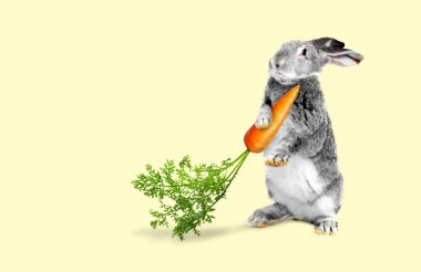 Bej arka planda havuç tutan sevimli gri tavşan.