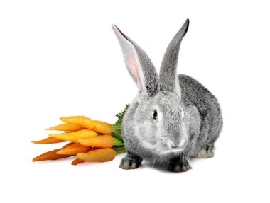 Beyaz arka planda şirin gri tavşan ve havuç.