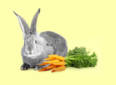 Soluk sarı arka planda şirin gri tavşan ve havuç