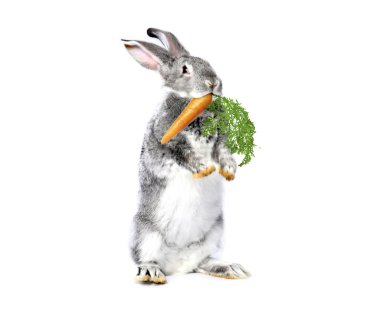 Beyaz arka planda havuç yiyen sevimli gri tavşan.