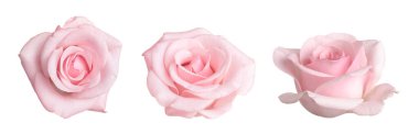 Güzel pembe gül çiçeği beyaza izole edilmiş, kolaj