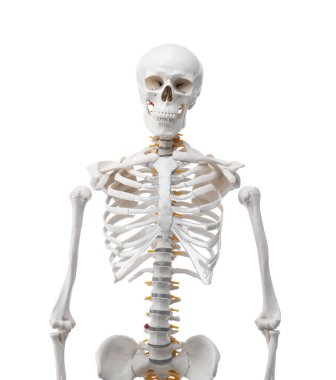 Yapay insan iskelet modeli beyaz üzerine izole edildi