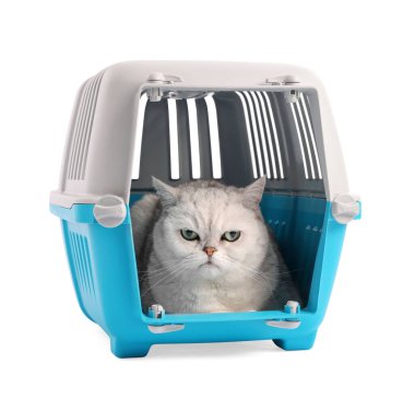 Evcil hayvan taşıyıcısındaki şirin kedi beyazda izole edilmiş.