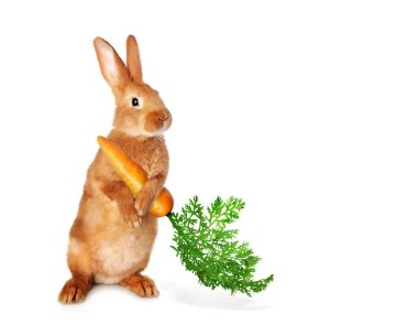 Beyaz arka planda havuç tutan sevimli tavşan.