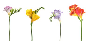 Beyaz arkaplanda güzel frezya çiçekleri, set