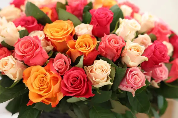 Güzel renkli güller, yakın çekim manzarası.