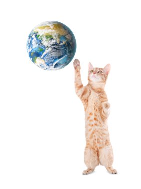 Uluslararası kedi günü. Beyaz arka planda toprak küreyle oynayan sevimli kedi.