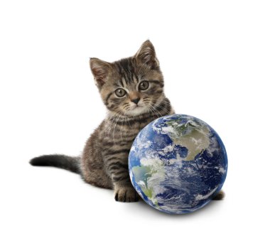 Uluslararası kedi günü. Beyaz arka planda sevimli kedi ve toprak küre