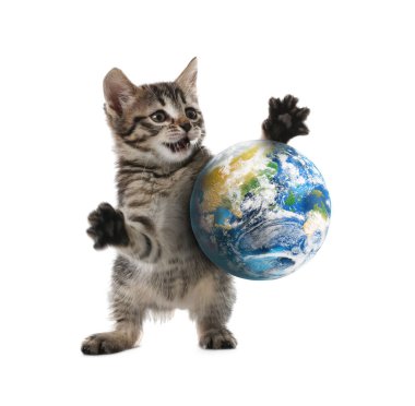 Uluslararası kedi günü. Beyaz arka planda toprak küreyle oynayan sevimli kedi yavrusu.