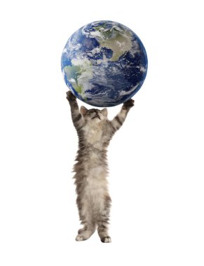 Uluslararası kedi günü. Beyaz arka planda toprak küreyle oynayan sevimli kedi yavrusu.