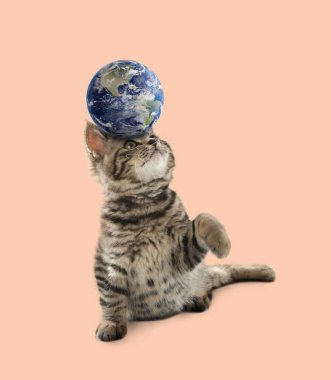 Uluslararası kedi günü. Şeftali rengi arka planda dünya küresiyle oynayan sevimli kedi yavrusu.